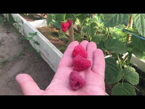 Видео: Самый лучший ранний сорт малины. Малина сорта Лячка (Ляшка).
