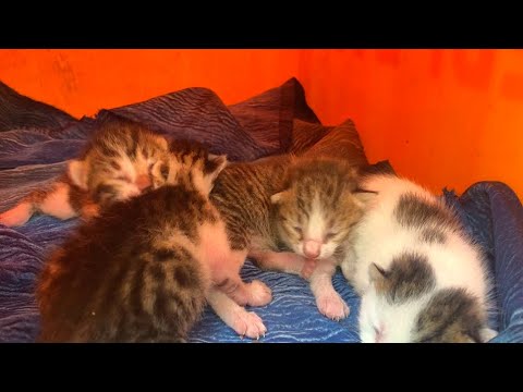 Видео: 🐱💔 Маленькие котята ждут маму... Они очень голодны! 😢