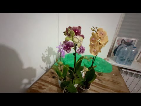 Видео: опять мешок НОВЫХ орхидей // не смог пройти мимо ЭТИХ орхидей // распаковка и обзор