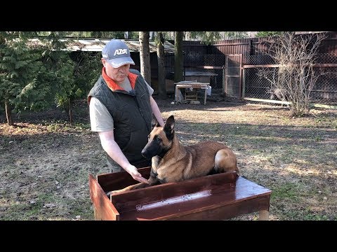 Видео: Упражнения Сидеть, Лежать, Стоять на столе.