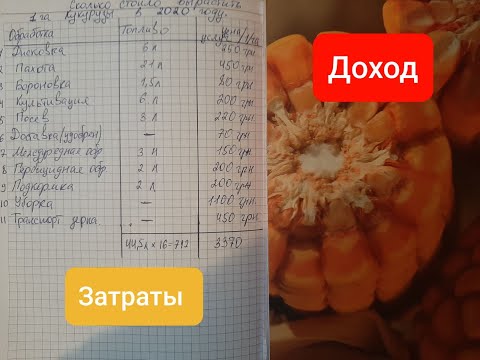 Видео: Скільки коштувало виростити 1 гектар Кукурудзи фермеру в 2020 році .