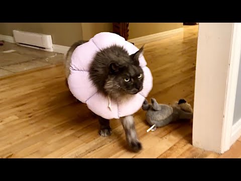 Видео: 🔉Сегодня утром погода не заладилась. Локи проспал.