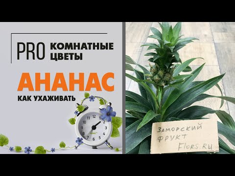 Видео: Домашний Ананас к праздничному столу | Ананас Элин Грин