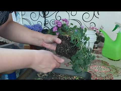 Видео: Привожу в порядок жениха Майя