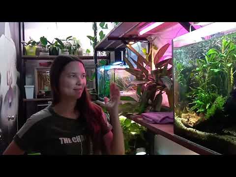 Видео: Дёшево, надёжно и практично 👍 Как я выращиваю аквариумные растения на земле 🌿