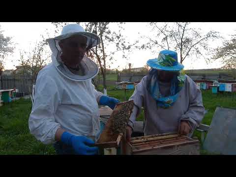 Видео: Пчелопакеты 2021. Пакетная пасека Романа 200+