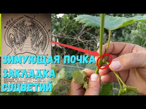 Видео: Зимующая почка закладка соцветий на следующий год.