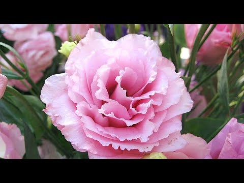 Видео: Эустома.Эксперимент с ранней подкормкой.27.01.2020