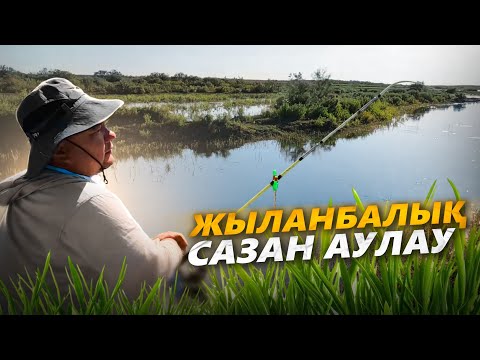 Видео: ҚУАНДАРИЯДАН БАЛЫҚ АУЛАДЫҚ. САЗАН, ЖЫЛАНБАЛЫҚ АУЛАУ. ҚУЫРДАҚ. ( 1-ші бөлім )