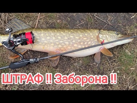 Видео: ШТРАФ 3468 гр  РИБАЛКА ЗАБОРОНЕНА !!! Ловля риби на спінінг ультралайт Azura Sawada 610SULS