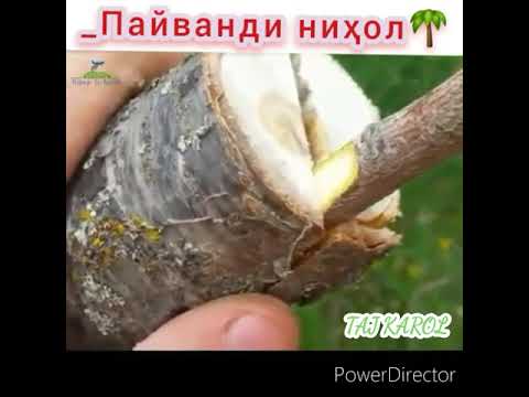 Видео: Пайванди дарахт тарзи 2