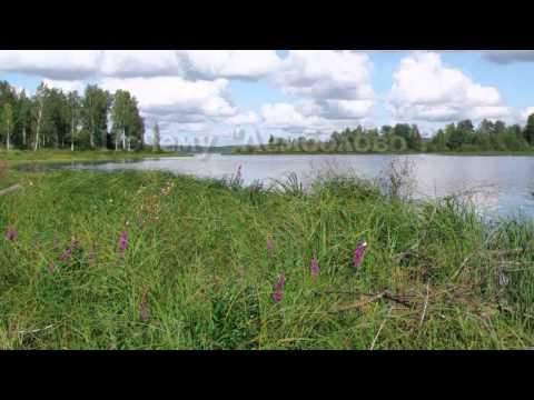 Видео: Озеро Лемболовское: красота, проблемы, надежды