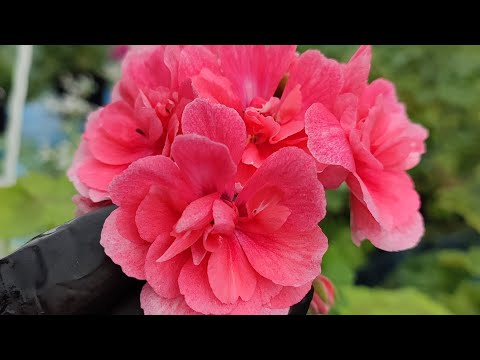 Видео: Цветение моих пеларгоний в июле. Отцветание и сравнение сортов.