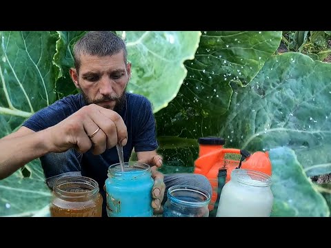 Видео: Как победить белокрылку раз и навсегда. Без химий сто процентный народный способ без химий.