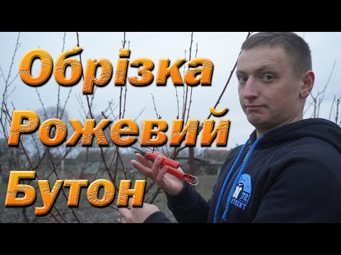 Видео: Обрезка персика по розовом бутоне. Обрезка персика на веретено.