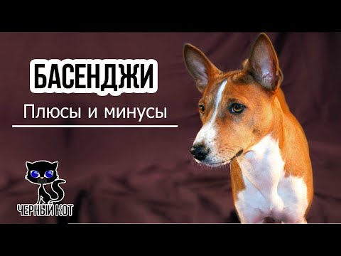 Видео: ✔ Басенджи: плюсы и минусы породы, которые, вероятно, ожидают будущего владельца