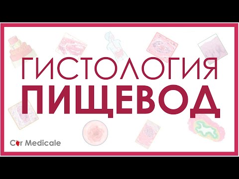 Видео: Гистология пищевода