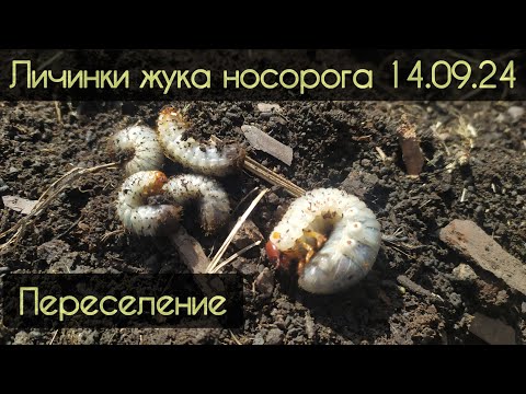 Видео: это личинки жука носорога, внимание! не хрущ, не майский жук.