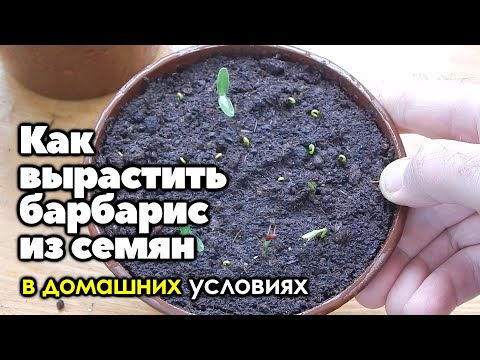 Видео: Как вырастить барбарис из семян в домашних условиях