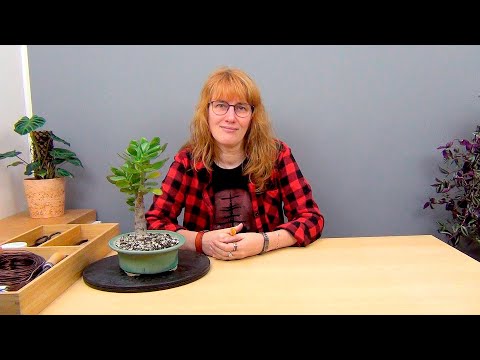 Видео: Бонсай из крассулы вариант 2 (ч.2).