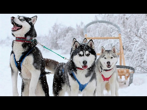 Видео: Дорогой длинною. Ехали на тройке с бубенцами. Романс. Караоке
