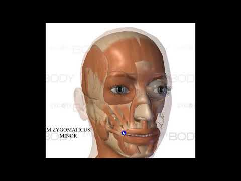 Видео: Бастың (мимикалық, шайнау)  бұлшықеттері.