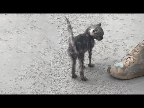 Видео: Ко мне приблизился измученный кот, толкая меня в ноги и умоляя: «Пожалуйста, забери меня домой».