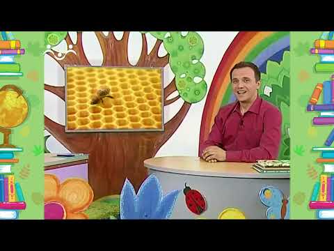 Видео: Школа Шишкиного Леса. Природоведение. Мастерская природы