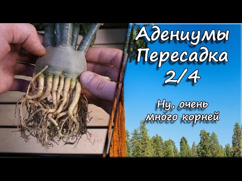 Видео: Адениумы. Пересадка 2/4. Ну, очень много корней