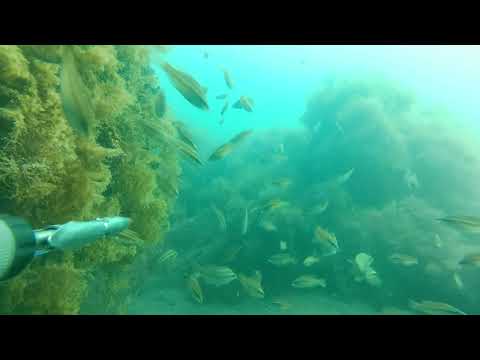 Видео: подводная охота Чёрное море 10 08 2023