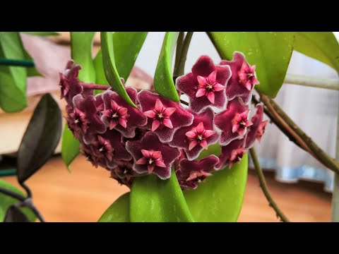 Видео: Цветёт хойя Pubicalyx silver pink🌺🌿