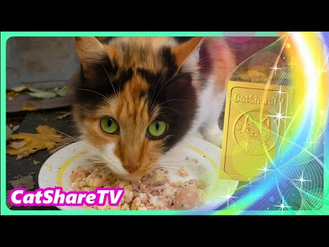 Видео: Бездомная Люся Осталась Одна! Одноглазик Пропал! 🔥