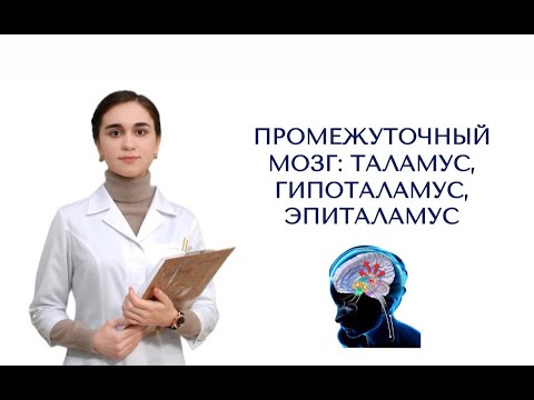 Видео: Промежуточный мозг. Строение и функции. Таламус и его ядра. Гипоталамус.