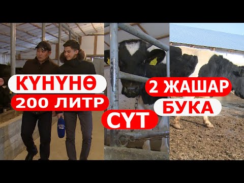 Видео: КҮНҮНӨ 200 ЛИТР СҮТ АЛГАН ИШКЕР//ФЕРМАНЫ КАНТИП КУРУШТУ ҮЙРӨНГҮЛӨ!!