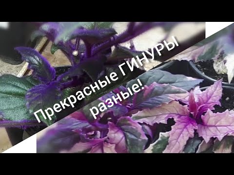 Видео: ГИНУРА плетеносная(Gynura sarmentosa). Выращивание, размножение, применение.