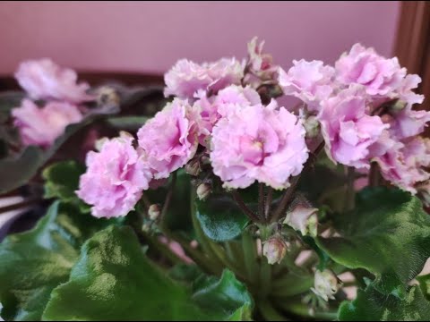 Видео: Как спасти фиалку? Показываю на двух примерах.