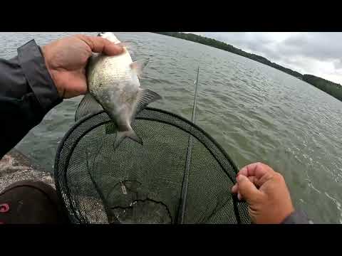 Видео: Подлещик и карась на поплавок  в центре Минска, отчёт № 405