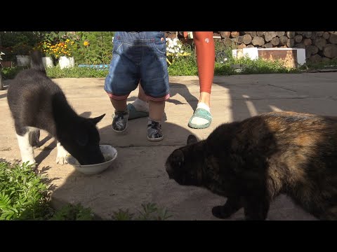 Видео: Прибыл щенок из питомника " Байанай"