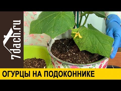 Видео: 🥒 Огурцы на подоконнике. Практические советы от Марины Рыкалиной - 7 дач