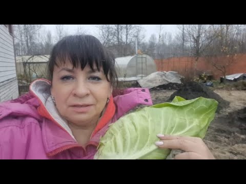 Видео: Посадила лук на зелень. Готовлю голубцы из необычной капусты. Наводим порядок после стройки.
