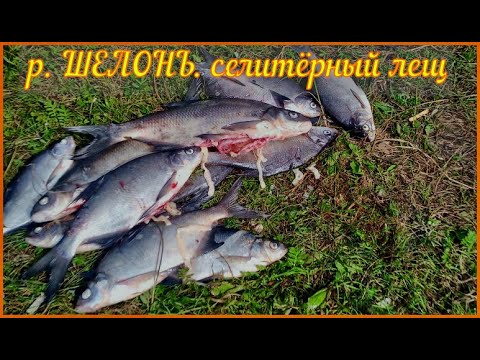 Видео: Рыбалка на р. ШЕЛОНЬ Новгород. обл. Селитёрный лещ.!!!