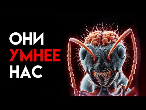 Видео: МУРАВЬИ. Вторая цивилизация на Земле?