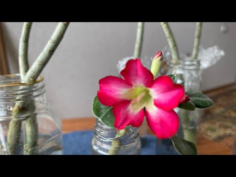 Видео: Наконец-то получилось укоренить черенки Адениума! Укоренение черенков в воде.