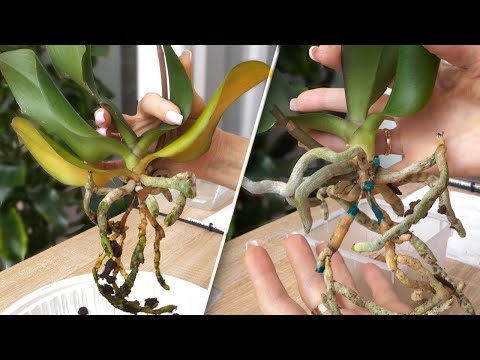 Видео: Пересадка орхидеи. ПРОБЛЕМА ЖЕЛТЫХ ЛИСТЬЕВ. Transplanting an orchid. THE PROBLEM OF YELLOW LEAVES.