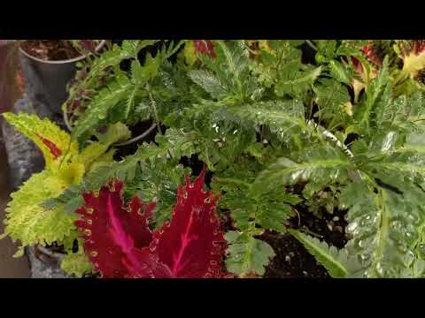 Видео: Папоротник Румора Вариегата, обзор Колеусов ☘ #plants #flowers