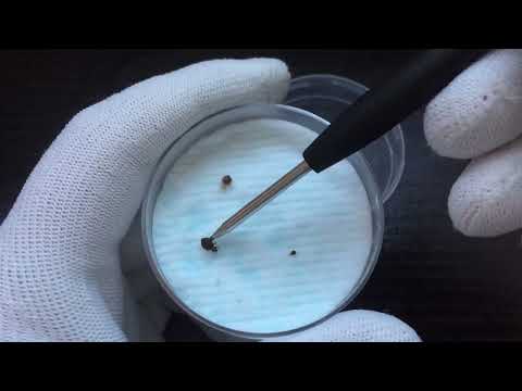 Видео: Травим клопов незамерзайкой. Опыт со стекломоем.