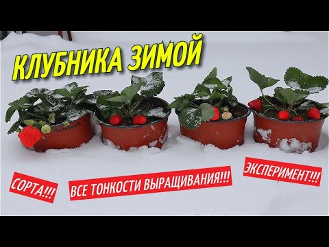 Видео: КЛУБНИКА ЗИМОЙ. Выращивание клубники зимой.Клубника зимой под фитосветом.