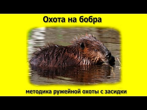 Видео: Охота на бобра, методика ружейной охоты с засидки