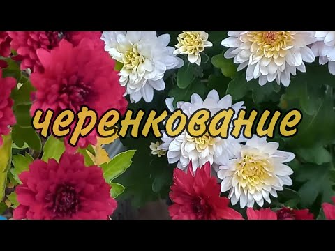 Видео: Черенкование хризантемы. У всех получиться.