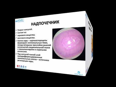 Видео: Лекция Гистология эндокринной системы 2